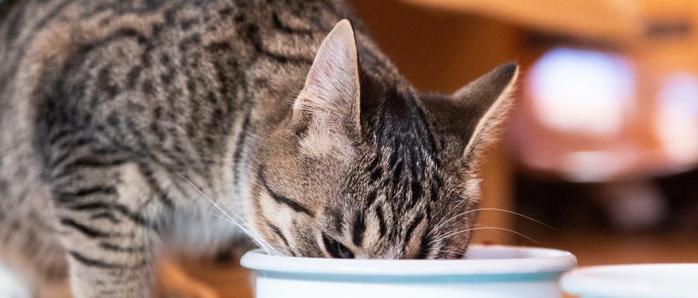 Eine Katze frisst aus einem für sie bereit gestellten Napf.