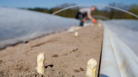 Die Landwirtschaft gehört zu den Bereichen, in denen schlecht gezahlt wird. 