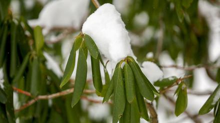Der Rhododendron kann an bitterkalten Tagen kein Wasser aus dem Boden aufnehmen und schützt sich vor Verdunstung, indem er die Blätter rollt.