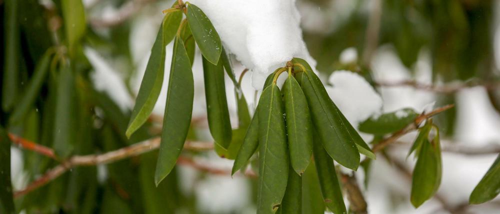 Der Rhododendron kann an bitterkalten Tagen kein Wasser aus dem Boden aufnehmen und schützt sich vor Verdunstung, indem er die Blätter rollt.