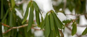 Der Rhododendron kann an bitterkalten Tagen kein Wasser aus dem Boden aufnehmen und schützt sich vor Verdunstung, indem er die Blätter rollt.
