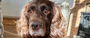 Hündin Cassie ist wieder zuhause