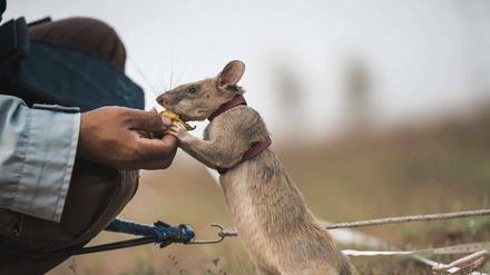 Ratte Magawa mit einer Nase zum Aufspüren gefährlicher Landminen wurde für ihren Mut mit einer Medaille ausgezeichnet.