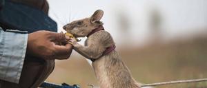 Ratte Magawa mit einer Nase zum Aufspüren gefährlicher Landminen wurde für ihren Mut mit einer Medaille ausgezeichnet.