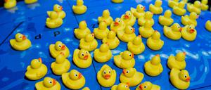 Im Foyer des Deutschen Meeresmuseums von Stralsund erinnern Plastikenten an den 10. Januar 1992, als ein Frachtschiff im Nordpazifik einen Container mit Plastikspielzeug verlor und damit - unbeabsichtigt - einen Beitrag zur Erforschung von Meeresströmungen leistete.