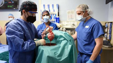 Ein Transplantationsteam hat Anfang 2022 ein genetisch modifiziertes Schweineherz an einen menschlichen Patienten angeschlossen. 