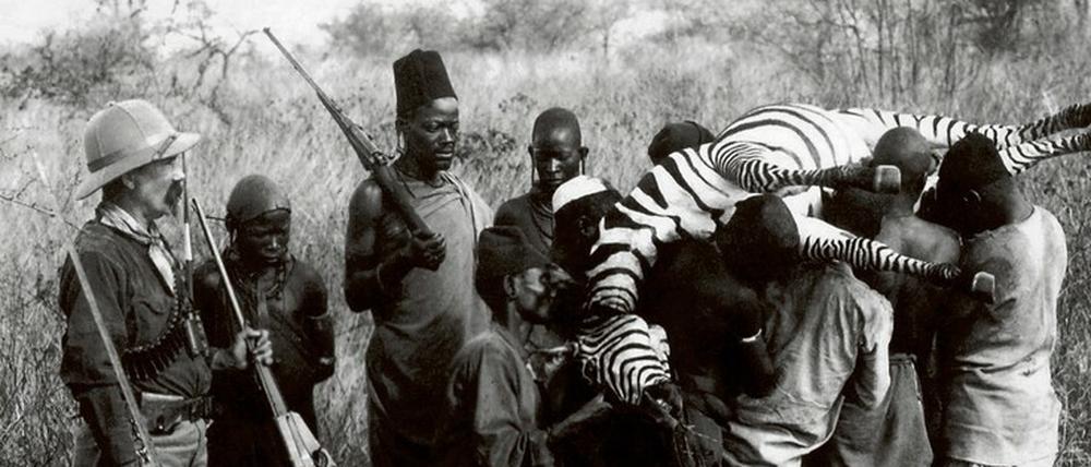 Klare Hierarchien. Ein weißer Großwildjäger, seine schwarzen Helfer und zwei getötete Zebras.