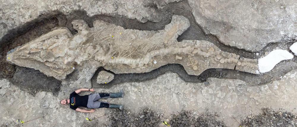 So groß ist der Ichthyosaurus im Vergleich zu einem Menschen.