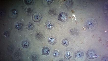 Ein Forschungsteam des Alfred-Wegener-Instituts hat am Grund des südlichen antarktischen Weddellmeeres mehr als 10.000 Nester des Eisfisches Neopagetopsis ionah mit einem Kamerasystem aufgezeichnet.