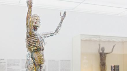 Gläserne anatomische Modelle werden seit etwa 1927 hergestellt. Zwölf befinden sich im Hygiene-Museum in Dresden.