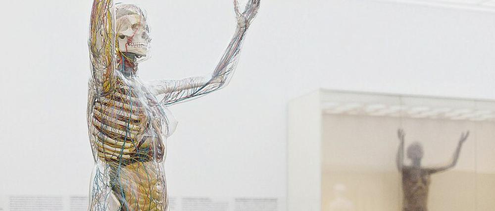 Gläserne anatomische Modelle werden seit etwa 1927 hergestellt. Zwölf befinden sich im Hygiene-Museum in Dresden. 