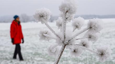 Der Reiz der Landschaft. Mit Schnee bedeckt ist eine vertrocknete Blütendolde an einem Feldrand im Landkreis Oder-Spree im Osten des Landes Brandenburg.