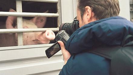 „Schuld sind nicht die Bauern. Schuld ist das System.“ Die Doku zeigt: Ferkel torkeln durch Berge ihrer verwesenden Geschwister, Schlachter treten auf ihre Eltern ein. 