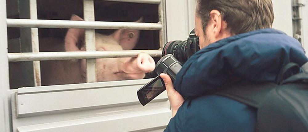 „Schuld sind nicht die Bauern. Schuld ist das System.“ Die Doku zeigt: Ferkel torkeln durch Berge ihrer verwesenden Geschwister, Schlachter treten auf ihre Eltern ein.