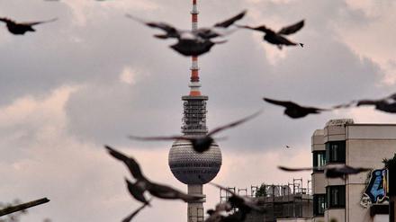 Graue Wolken hängen am Himmel hinter dem Berliner Fernsehturm, von der Kottbusser Brücke im Stadtteil Kreuzberg aus gesehen, während im Vordergrund Tauben zu ihrem Ruheplatz am Landwehrkanal fliegen.