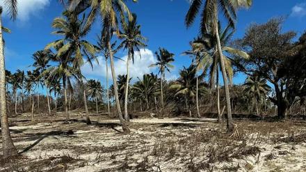Die von Asche bedeckte Landschaft in Tonga zeigt das Ausmaß der Schäden. 