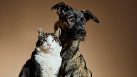 2020 lebten 15,7 Millionen Katzen und 10,7 Millionen Hunde in Deutschland. Was bedeutet das für die Klimabilanz?