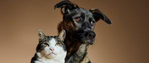 2020 lebten 15,7 Millionen Katzen und 10,7 Millionen Hunde in Deutschland. Was bedeutet das für die Klimabilanz?