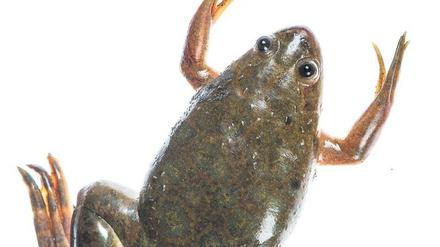 Der Krallenfrosch (Xaenopus laevis) ist ein oft verwendeter Modelorganismus in der entwicklungsbiologischen Grundlagenforschung. 