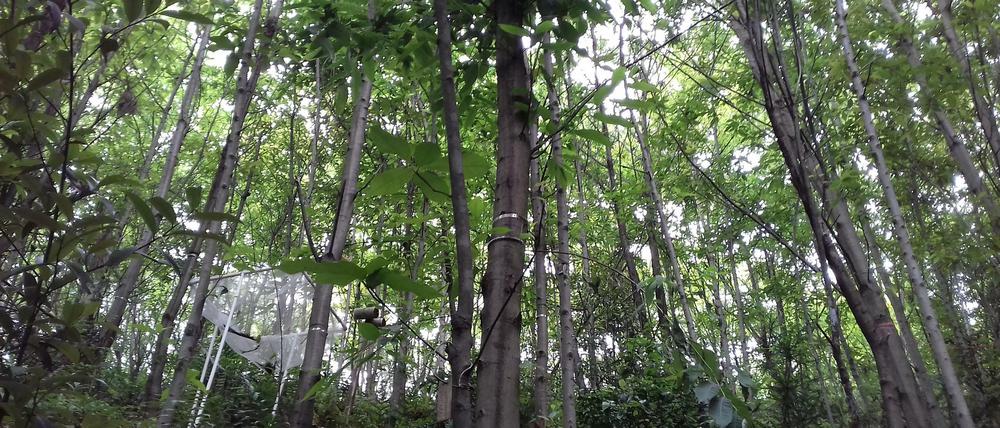 Im größten Biodiversitätsexperiment der Welt werden im Süden Chinas auf einer der 566 Versuchsflächen die Reaktionen der Bäume auf den Klimawandel beobachtet.