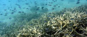 Korallenbleiche am australischen Great Barrier Reef vor der Küste von Queensland (Archivbild)