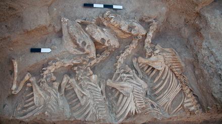 Vor rund 4500 Jahren wurden in Umm el-Marra im Norden des heutigen Syriens Kungas begraben, die eine Hausesel-Stute als Mutter und einen Syrischen Wildesel als Vater hatten.