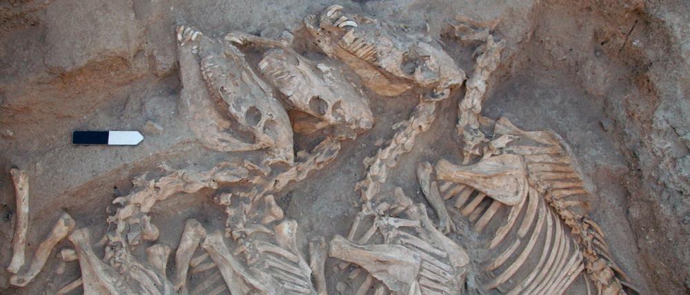 Vor rund 4500 Jahren wurden in Umm el-Marra im Norden des heutigen Syriens Kungas begraben, die eine Hausesel-Stute als Mutter und einen Syrischen Wildesel als Vater hatten.