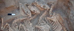 Vor rund 4500 Jahren wurden in Umm el-Marra im Norden des heutigen Syriens Kungas begraben, die eine Hausesel-Stute als Mutter und einen Syrischen Wildesel als Vater hatten.