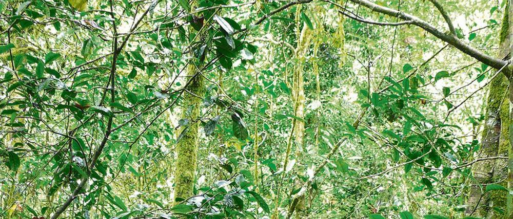 In artenreichen Wäldern wie diesem tropischen Urwald in Tansania kommen Baumarten teils mit nur wenigen Exemplaren auf großen Flächen vor.