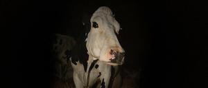 Fleisch und Milch: Die Kuh Luma ist Teil der kapitalistischen Ökonomie. 