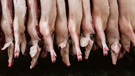 Halbierte Schweine hängen in einem Schlachthof.