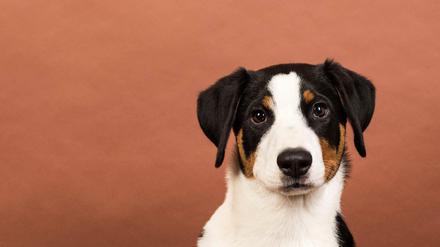 Ab 1. Januar 2022 gilt in Deutschland das neue Hundegesetz: Was Hundebesitzer und Züchter jetzt beachten müssen.