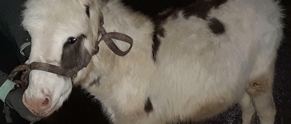 Der Esel nach dem Ausstieg aus dem Transporter