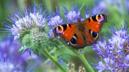 Trump-Anhänger, QAnon-Verschwörungstheorethiker und erzkonservativen Politiker gegen den National Butterfly Center in Texas. (Symbolbild)