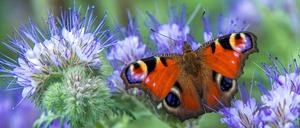 Trump-Anhänger, QAnon-Verschwörungstheorethiker und erzkonservativen Politiker gegen den National Butterfly Center in Texas. (Symbolbild)