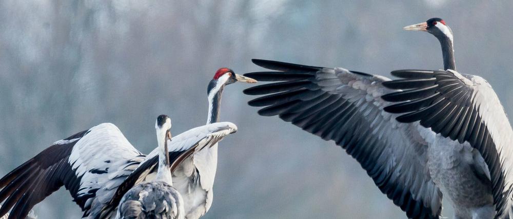 Um Kraniche zu sehen muss man nicht nach Brandenburg fahren – der Rand Berlins reicht aus.