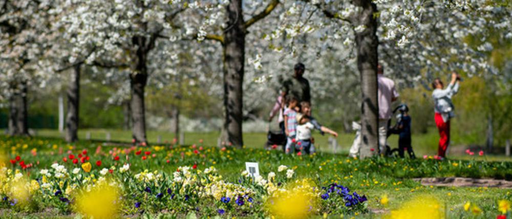 Besucher gehen beim sonnigen Wetter im Britzer Garten unter blühenden Kirschbäumen.