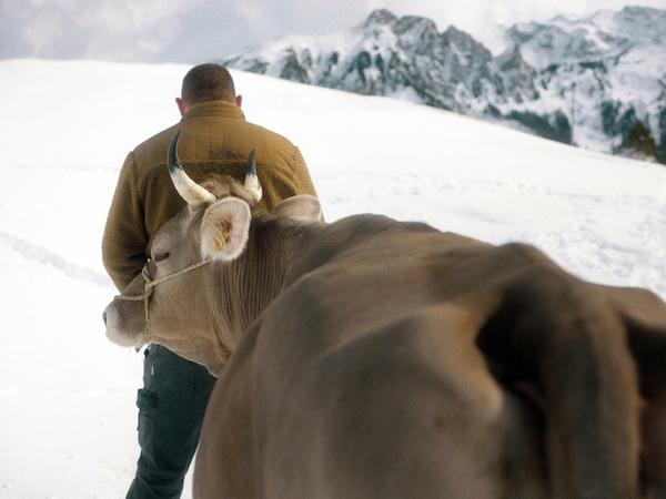Im Schnee. Marco (Simon Wisler) und seine Kuh Frieda.