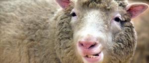 Das Klon-Schaf Dolly zeigt im Roslin-Institut bei Edinburgh seine Zähne.