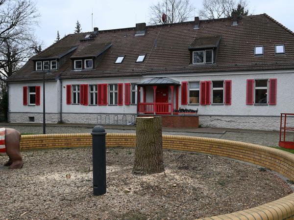 Eisern gekappt: Die Tanne vor dem Forsthaus von Union Berlin fiel dem Sturm "Ylenia" zum Opfer, hier schon fachmännisch begradigt.