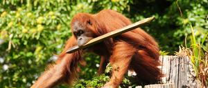 Werkzeuggebrauch ist nicht auf den Menschen beschränkt, auch nicht auf Menschenanffen, auch Kakadus, Krähen und einige andere Tiere sind dazu in der Lage.