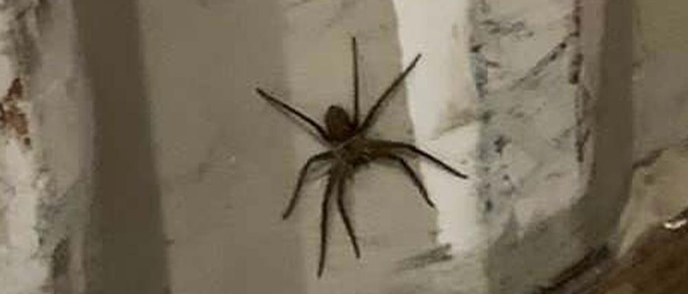 Eine etwa 20 Zentimeter große Spinne sitzt in einem Container in Bremen.