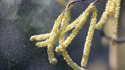 Pollen vom Hasel fliegen durch eine Parkanlage. Allergiker haben mitunter jetzt schon zu kämpfen, denn der Pollenflug ist bereits im Gange.