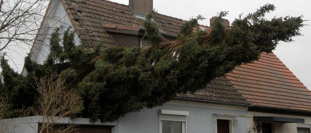 Da liegt sie nicht gut: Eine Fichte ist im Stadtteil Lankwitz auf die Garage eines Hauses gestürzt.