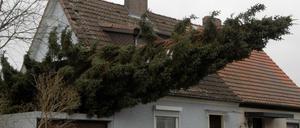 Da liegt sie nicht gut: Eine Fichte ist im Stadtteil Lankwitz auf die Garage eines Hauses gestürzt.