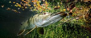 Hechte leben die meiste Zeit als Einzelgänger, wohl auch, weil Kannibalismus unter Hechten weitverbreitet ist.