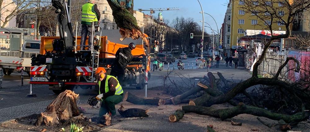 Die Reste werden eingelagert. Passanten haben sogar Blumen und Grablichter am Rand des abgebrochenen Stammes abgestellt.