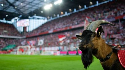Der wird nicht virtuell. Geißbock Hennes.