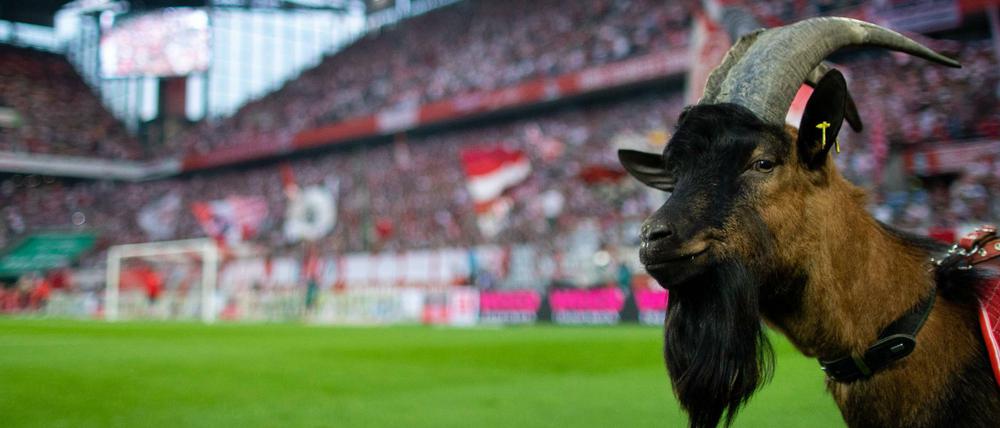 Der wird nicht virtuell. Geißbock Hennes.