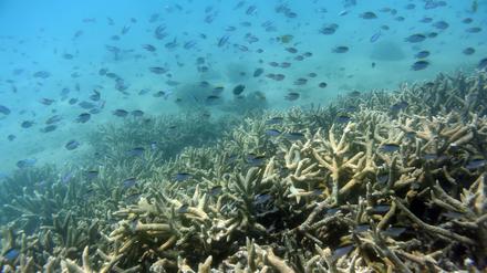 Tropische Fische schwimmen am Rand eines von Korallenbleiche betroffenen Korallenriffs am Great Keppel Island vor der Küste von Queensland (Australien).